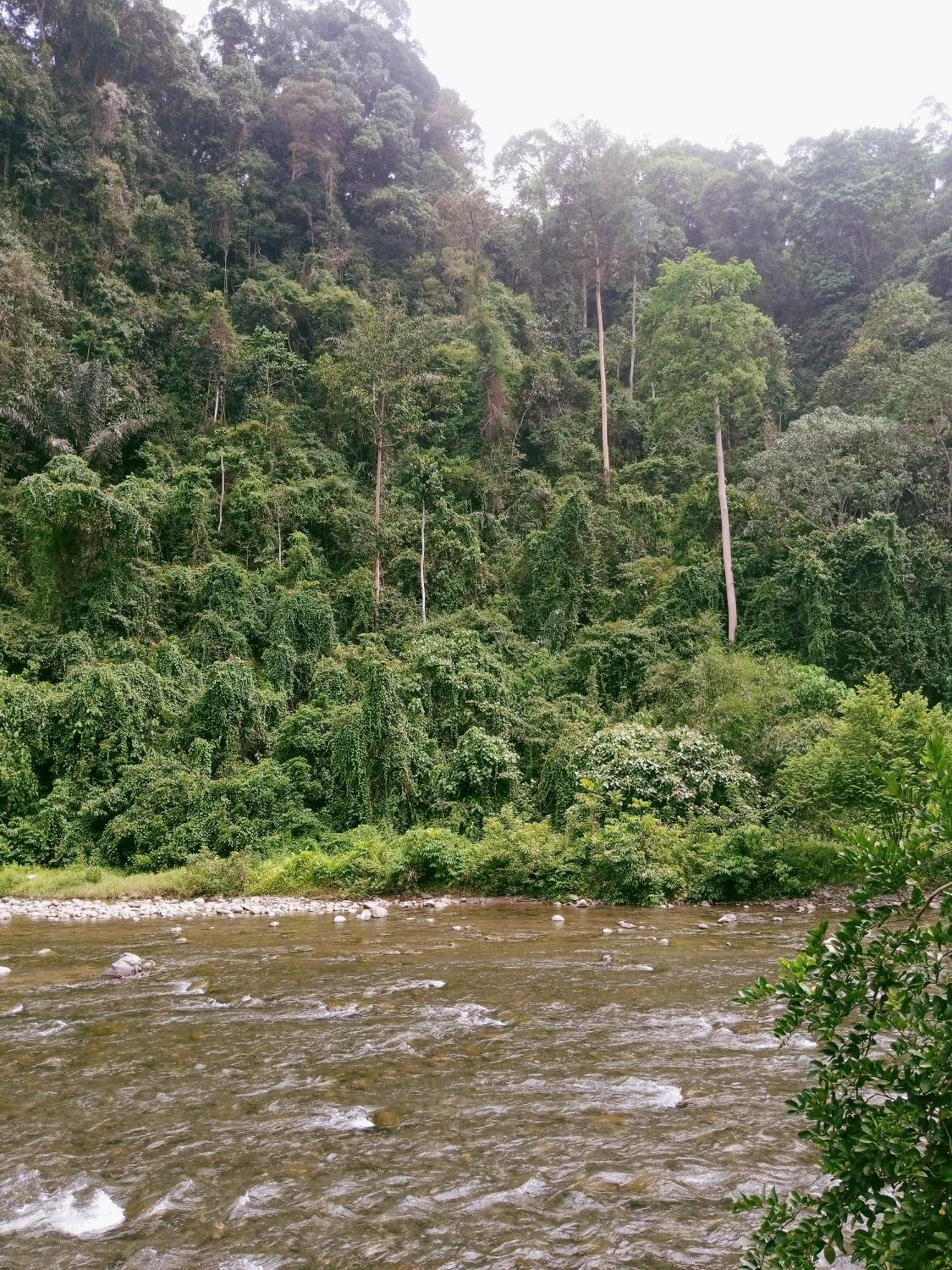 Ridho'S Homestay & Jungle Trekking Bukit Lawang Exterior foto