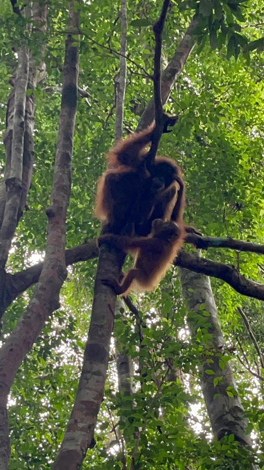 Ridho'S Homestay & Jungle Trekking Bukit Lawang Exterior foto