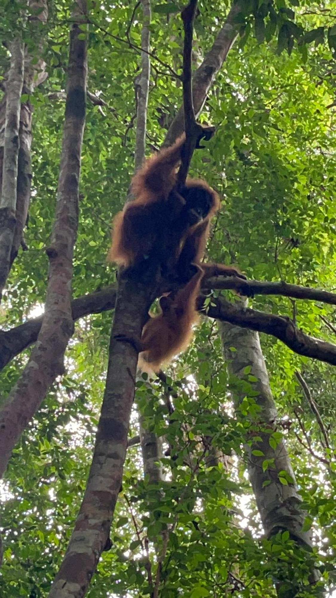Ridho'S Homestay & Jungle Trekking Bukit Lawang Exterior foto