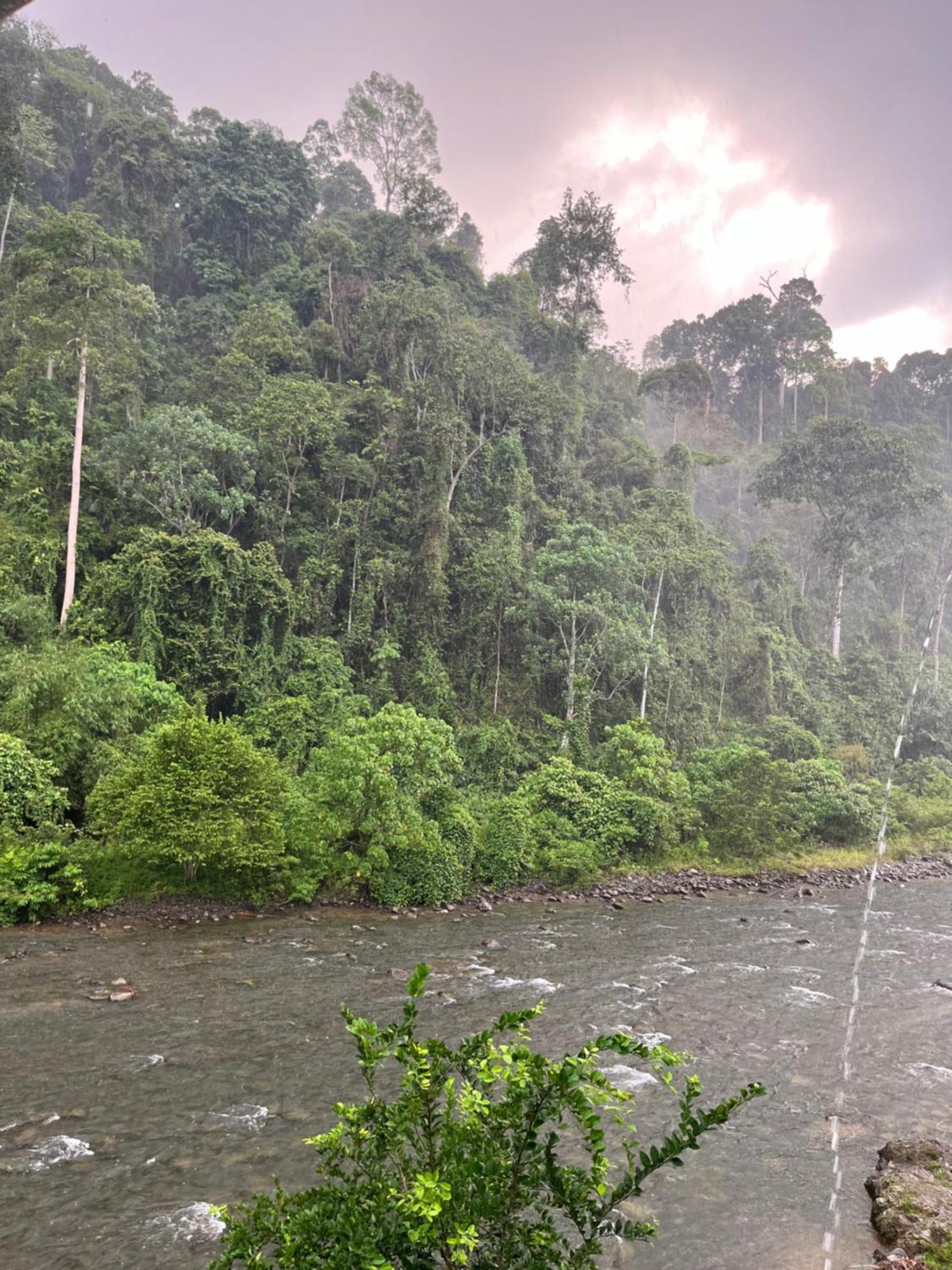 Ridho'S Homestay & Jungle Trekking Bukit Lawang Exterior foto