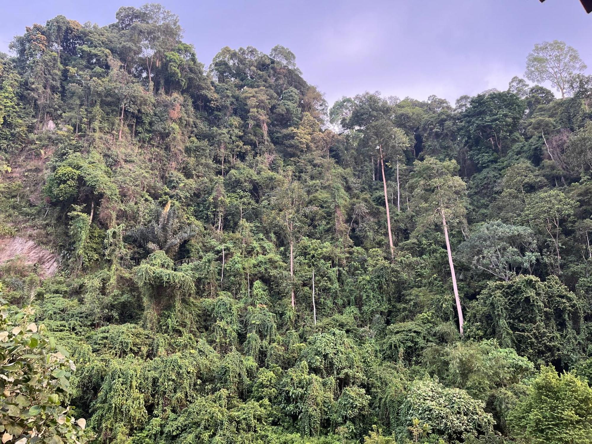 Ridho'S Homestay & Jungle Trekking Bukit Lawang Exterior foto