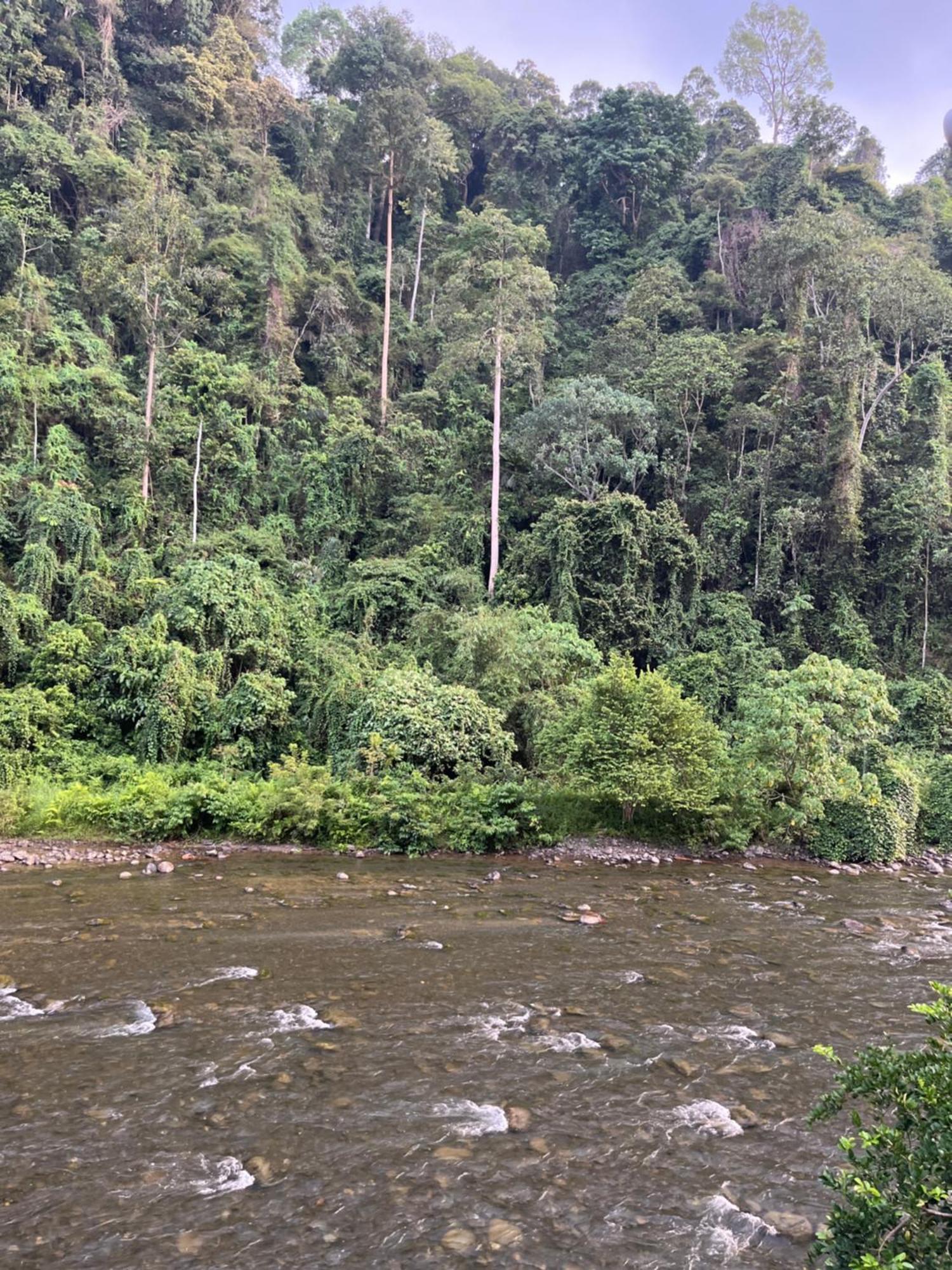 Ridho'S Homestay & Jungle Trekking Bukit Lawang Quarto foto