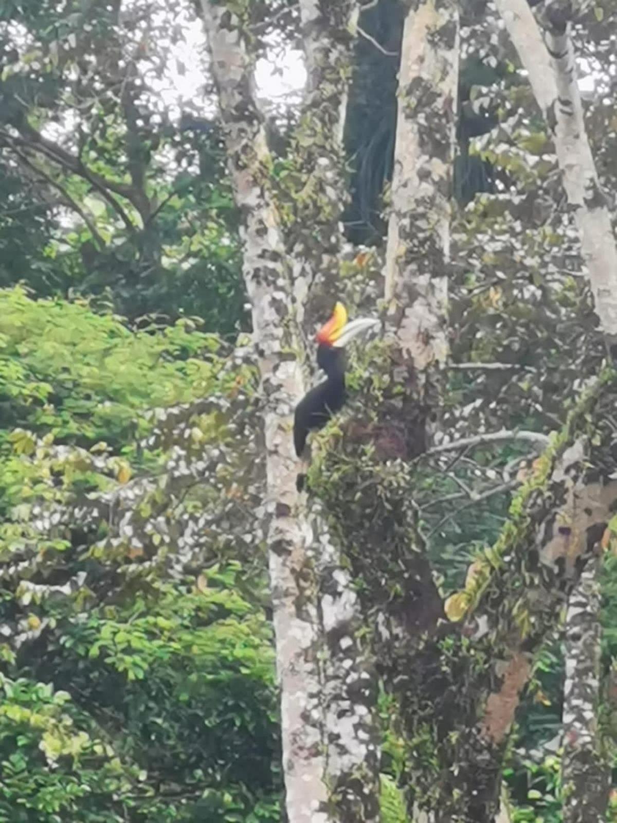 Ridho'S Homestay & Jungle Trekking Bukit Lawang Exterior foto