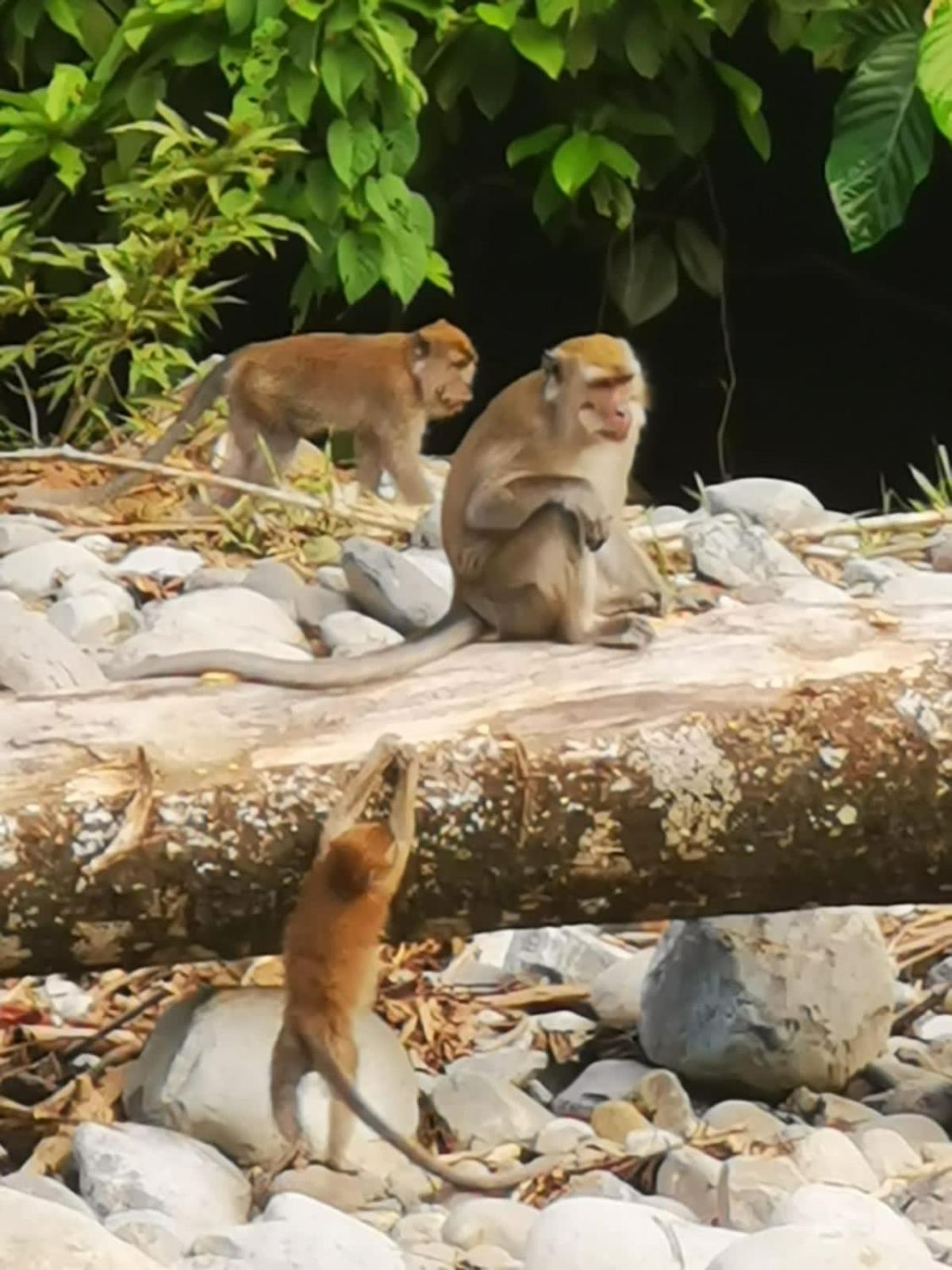 Ridho'S Homestay & Jungle Trekking Bukit Lawang Exterior foto